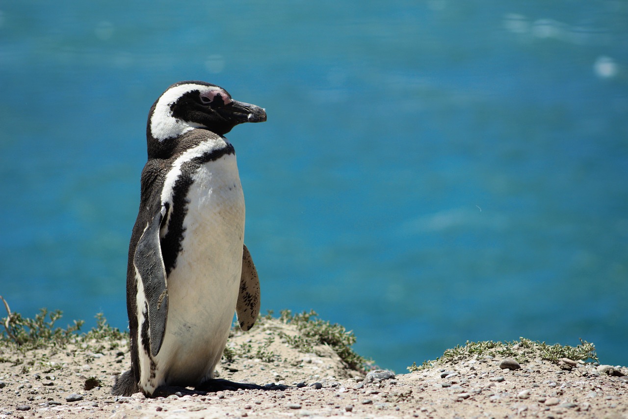 Itinerario de Patagonia y Tierra de fuego